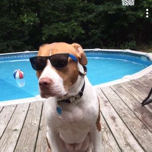 Meet your Posher, Thomas